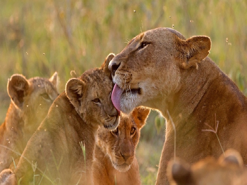 试管简笔画卡通（试管放环原因）